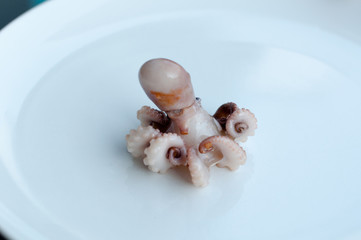 Baby octopus (Moscardini) © Frank Gärtner