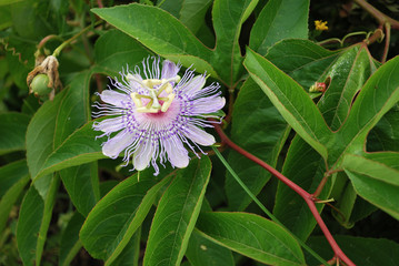 Passion vine in bloom