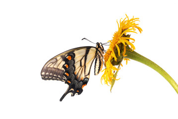 Naklejka premium Tiger Swallowtail (Papilio glaucus)