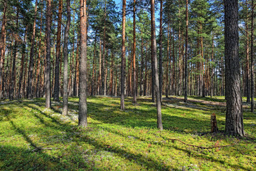Beautiful view of the pine forest in sunny summer day.