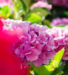 pink hydrangea in backlight