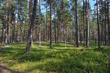 Beautiful view of the pine forest in sunny summer day.