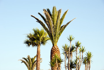 Obraz na płótnie Canvas Tropical palms