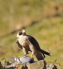 Peregrine Falcon.