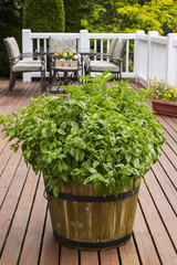 Home Garden Herbs on Outdoor Patio