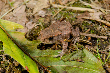 Naklejka premium baby toad on forest floor