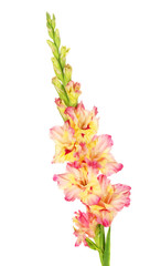branch of yellow-pink gladiolus on white background close-up