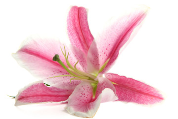 Naklejka na ściany i meble beautiful pink lily, isolated on white