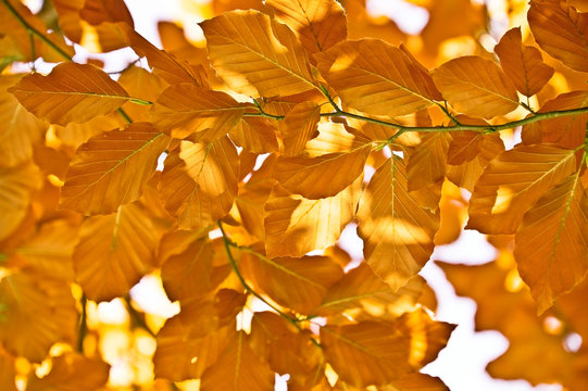 Autumn Red Beech Foliage