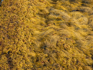 Seaweed