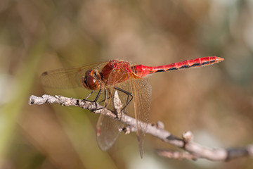 Red-Veined Darter on a Twig