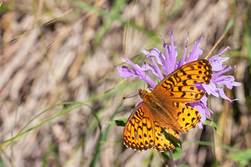 Hurt Actric Fritillary Butterfly on Wild Bergamot