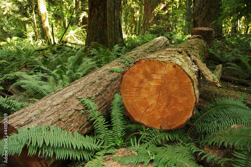 "Holzwirtschaft" Stock photo and royalty-free images on Fotolia.com