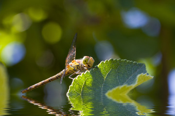 Libellule en reflet