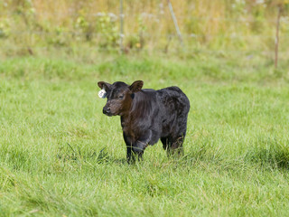 Obraz premium Angus Calf