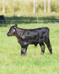 Black Angus Calf