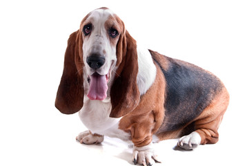 basset hound femelle de 4 ans
