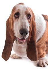 Fototapeta na wymiar portrait d'un basset hound