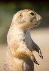 Erdmännchen