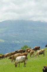 Naklejka premium Cows grazing on the green field