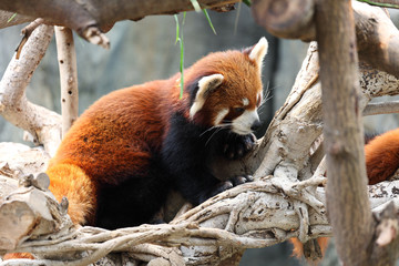 Fototapeta premium red panda