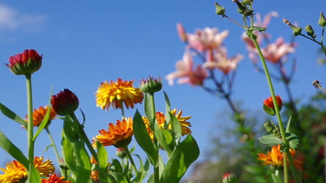 yellow  flower close-up. pot marigold (Calendula officinalis) fi