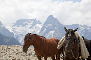 Fototapeta na wymiar Konie na szczycie góry, Karachay-Cherkess Republic