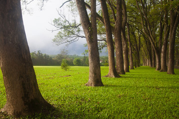 Obraz premium Green trees in park and sunlight