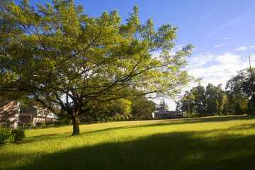 Green trees in park and sunlight