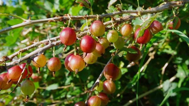 Fresh red  gooseberry, berry background