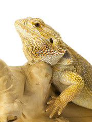 bearded dragon bearded dragon