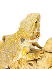 bearded dragon lizard