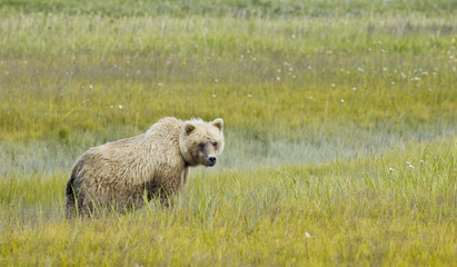 brown bear looking at camera