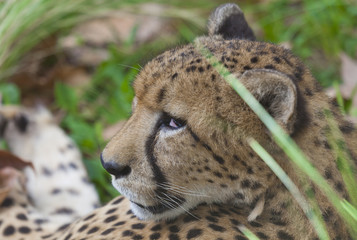 Cheetah