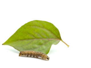 brown caterpillar and leaf