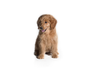 brown cute puppy