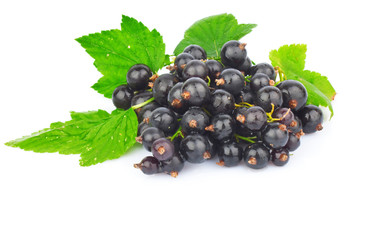 Black currant