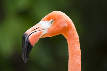 Fototapeta premium close up head of flamingo