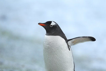 close up image a gentoo penguin