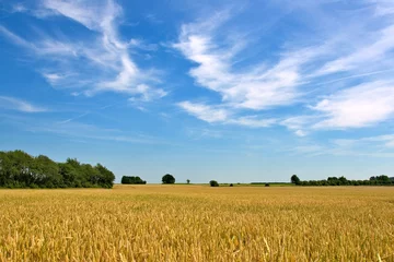 Foto auf Acrylglas wheat field © kerenby