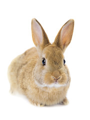 rabbit