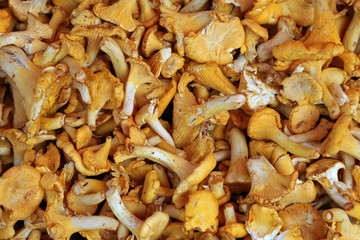 Pfifferlinge