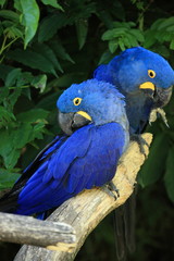 couple de aras hyacinthe