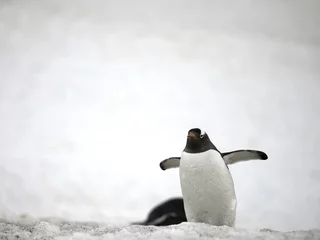 Fotobehang gentoo penguin © rusugrig
