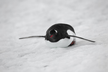 gentoo penguin sliding  on the snow