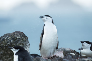 gentoo penguin standing on a rock
