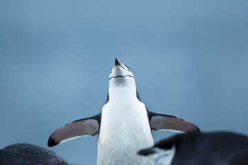 gentoo penguin with spread wings