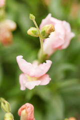 Obraz premium Snapdragon flowers