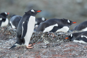 gentoo penguin standing on the rocks