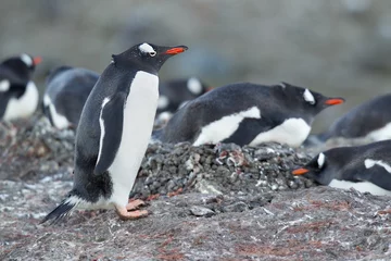 Poster gentoo penguin standing on the rocks © rusugrig